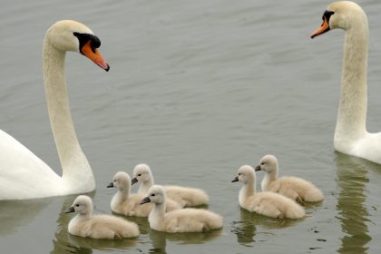 Junges Familienglück