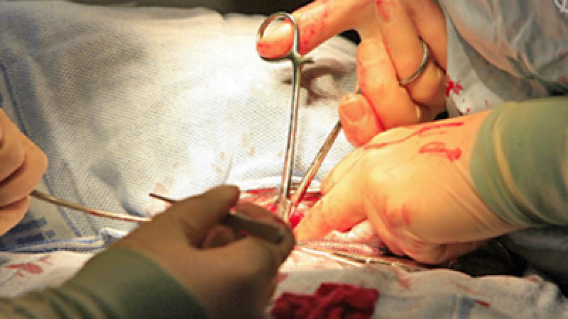 Transplantationskongress in Philadelphia, USA: Mediziner verurteilen Organraub in China