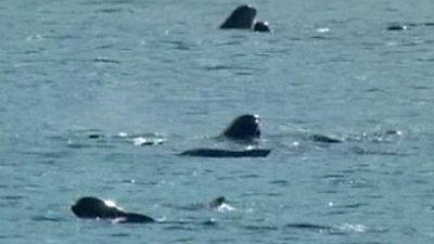 Pod of Whales Stranded in Scotland