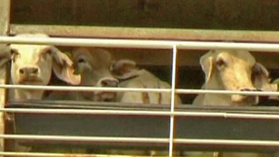 Australia’s Live Cattle Export Industry in Turmoil