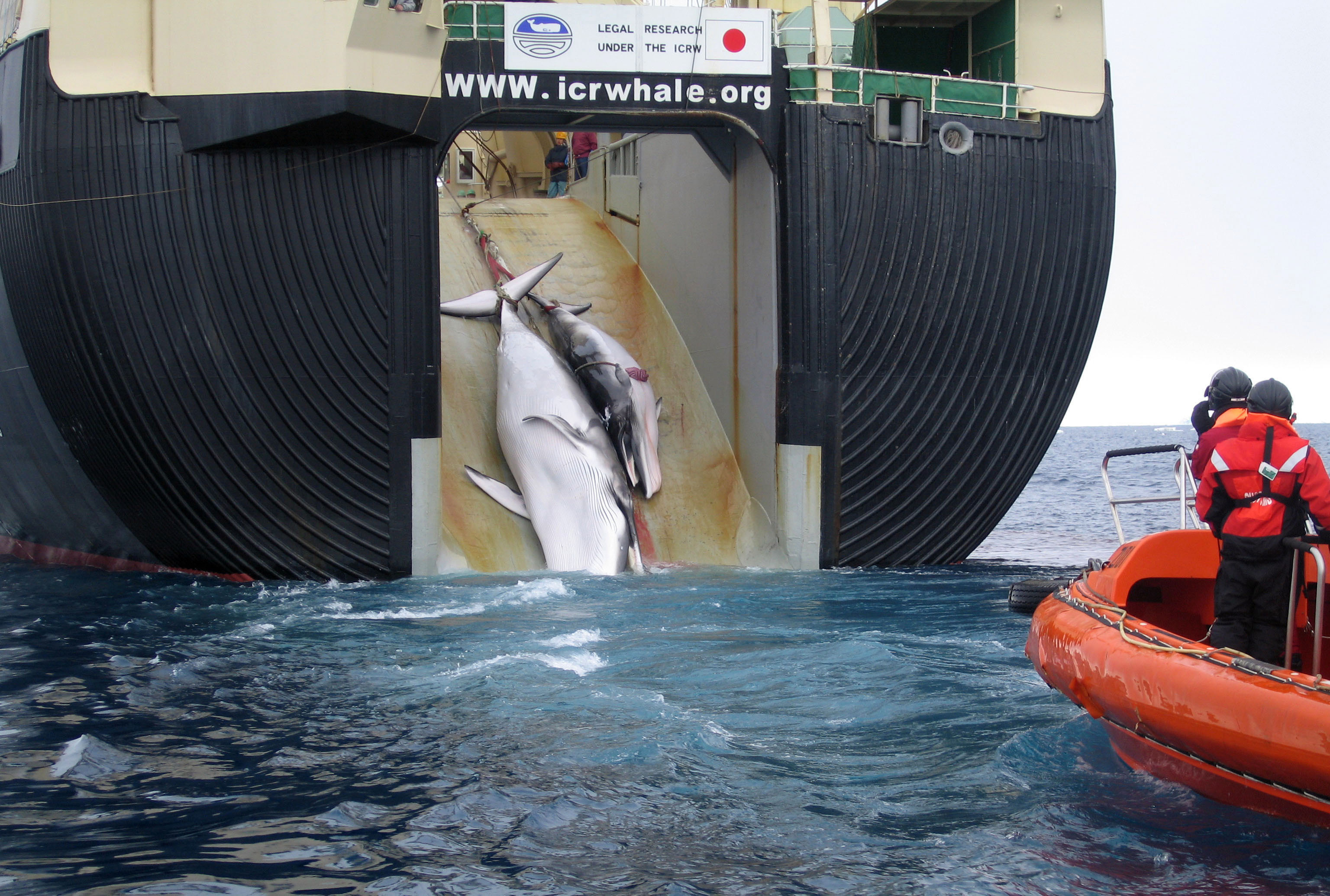 Jährlicher Beutezug: Japans Walfänger töten wieder mehr als 170 Wale