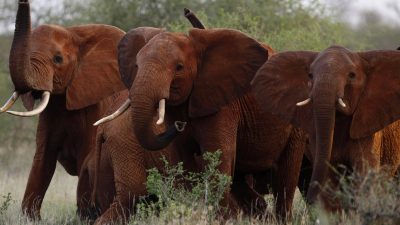 Forscher sehen Afrikas Waldelefanten durch Wilderei vom Aussterben bedroht