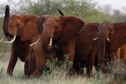 Forscher sehen Afrikas Waldelefanten durch Wilderei vom Aussterben bedroht