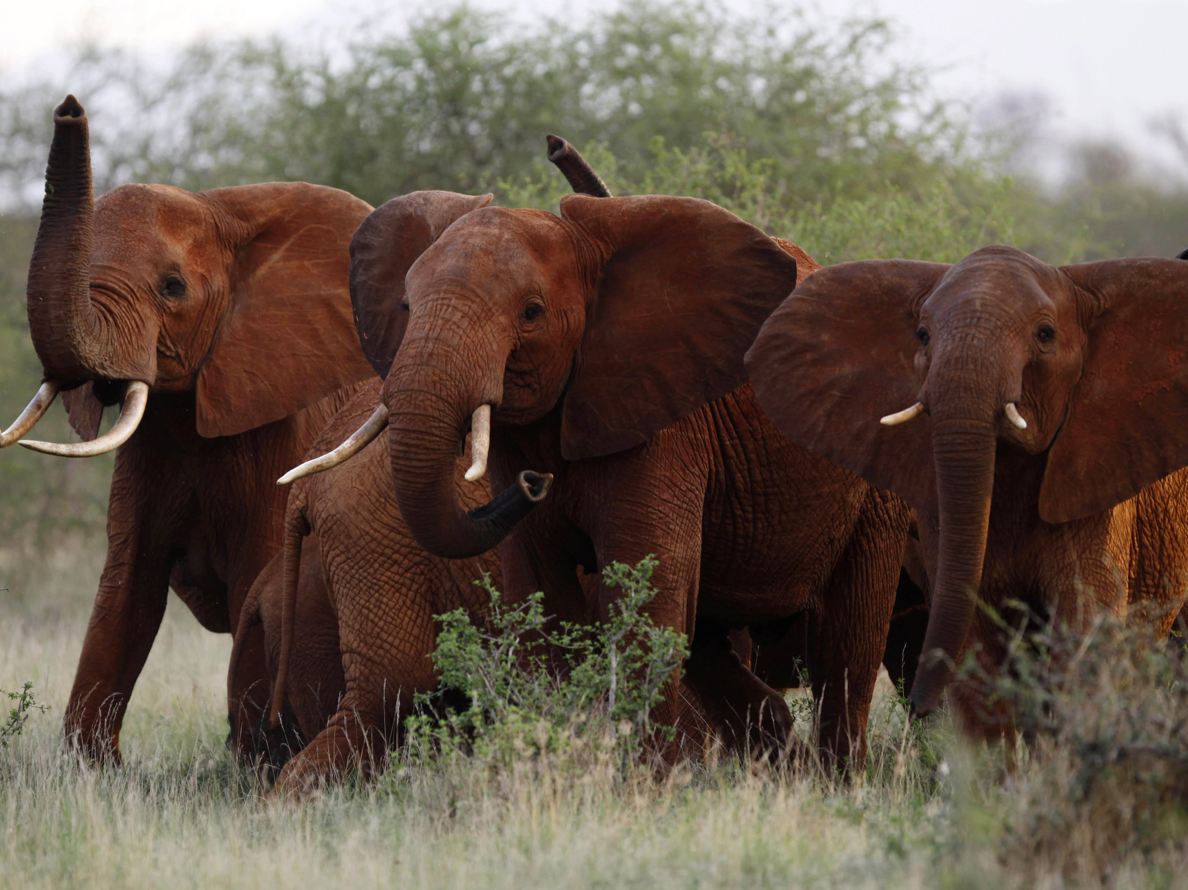 Forscher sehen Afrikas Waldelefanten durch Wilderei vom Aussterben bedroht