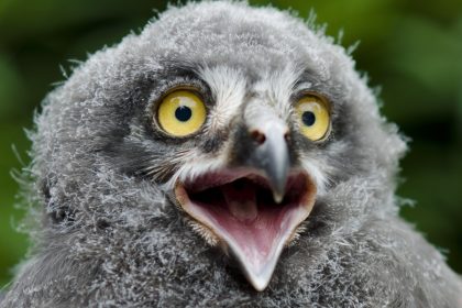 Zunächst ein grauer Federball