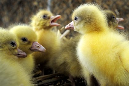 Frisch ausgeschlüpft