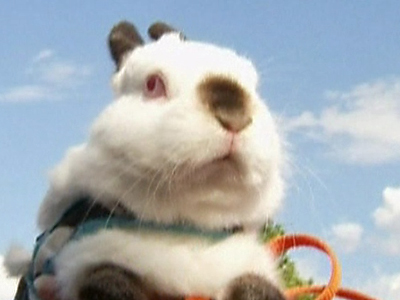 Snoopy Wins Germany’s „Bunny Hop“ Hurdle Race