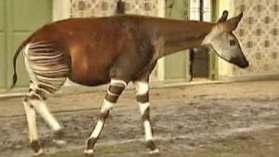 Belgian Zoo Welcomes Baby Okapi