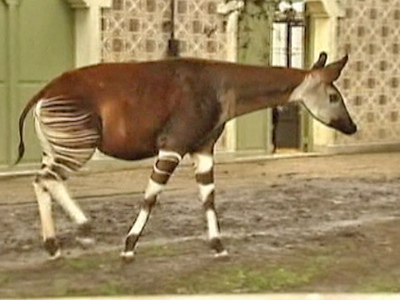 Belgian Zoo Welcomes Baby Okapi