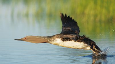 Vögel richtig fotografieren