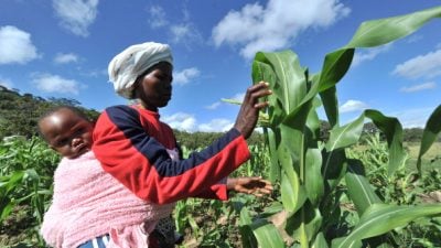 Malawi löst das afrikanische Hungerproblem