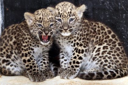 Leoparden-Junge Kian und Shiwa