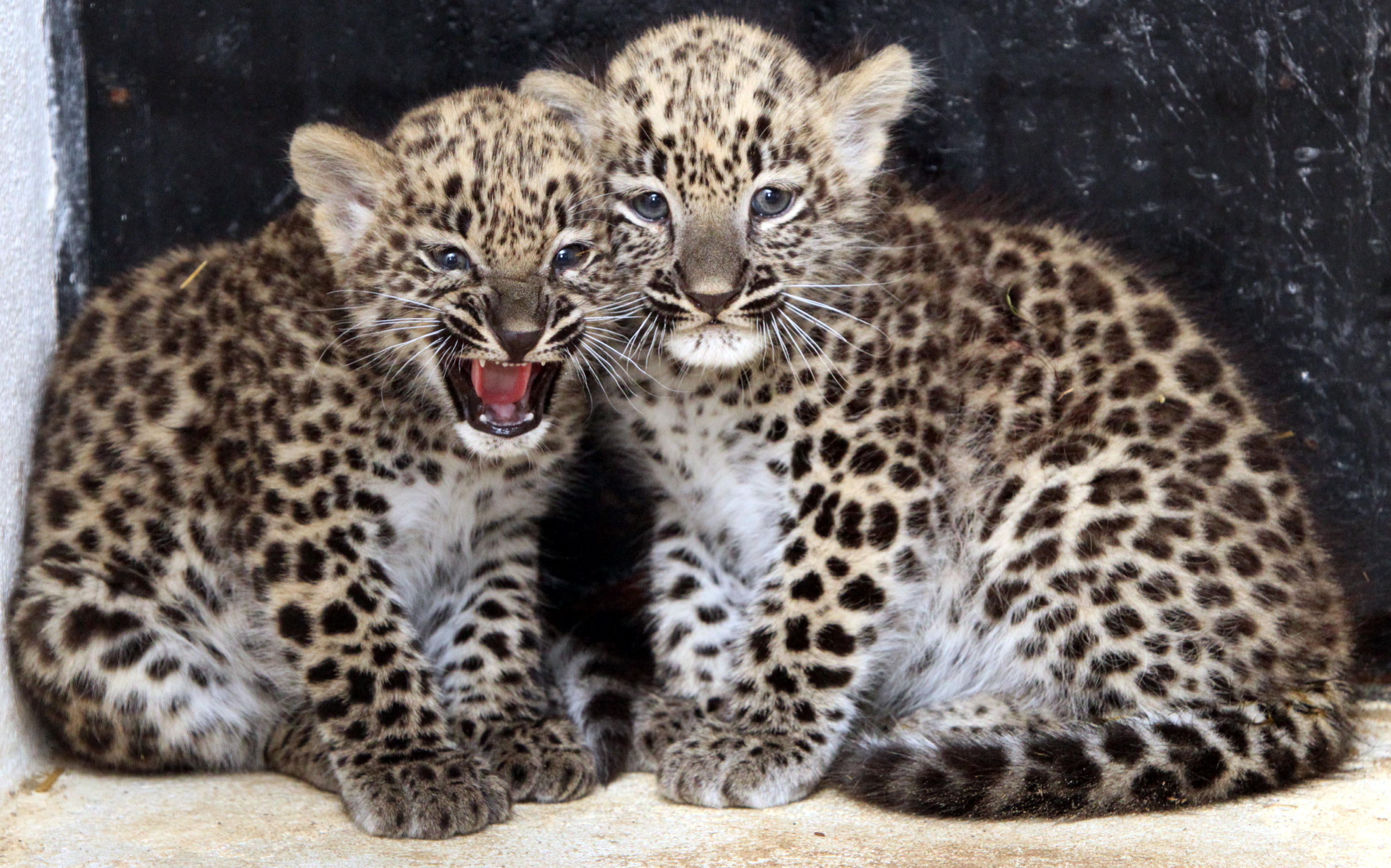Leoparden-Junge Kian und Shiwa