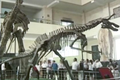 Fossilfund in China stellt Evolutionstheorie von Vögeln in Frage