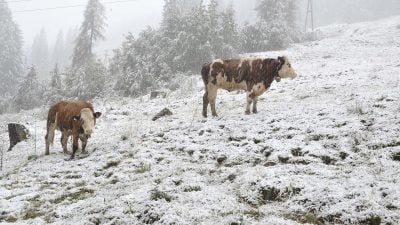 Abc, die Rinder liefen im Schnee