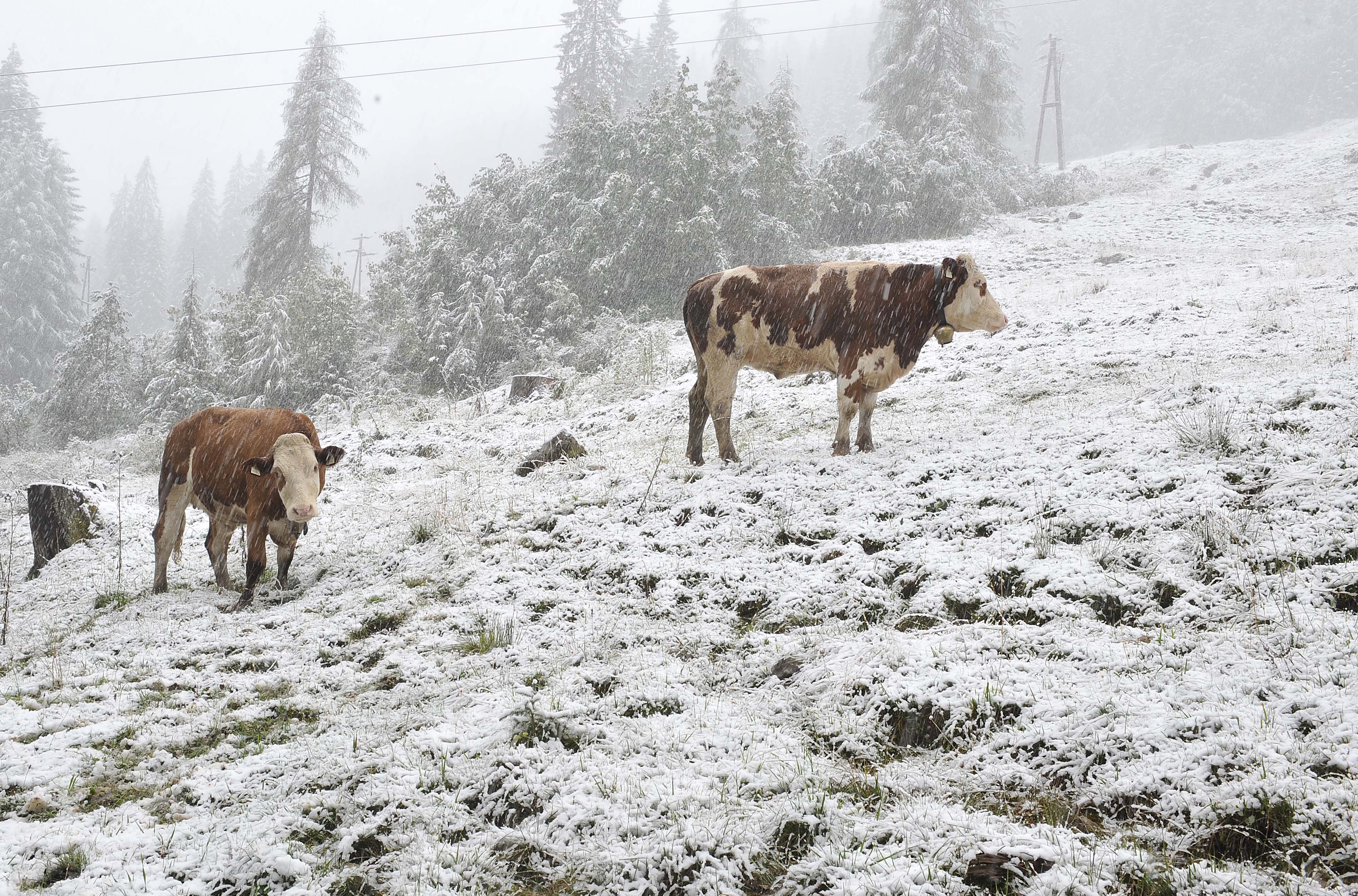 Abc, die Rinder liefen im Schnee