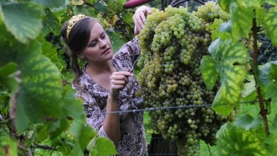 Herbst – und Weinfest