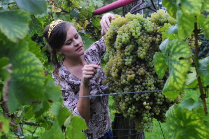 Herbst – und Weinfest