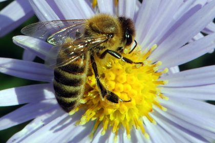 Bienennahrung im Herbst