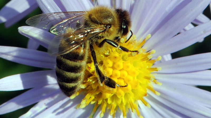 Bienennahrung im Herbst