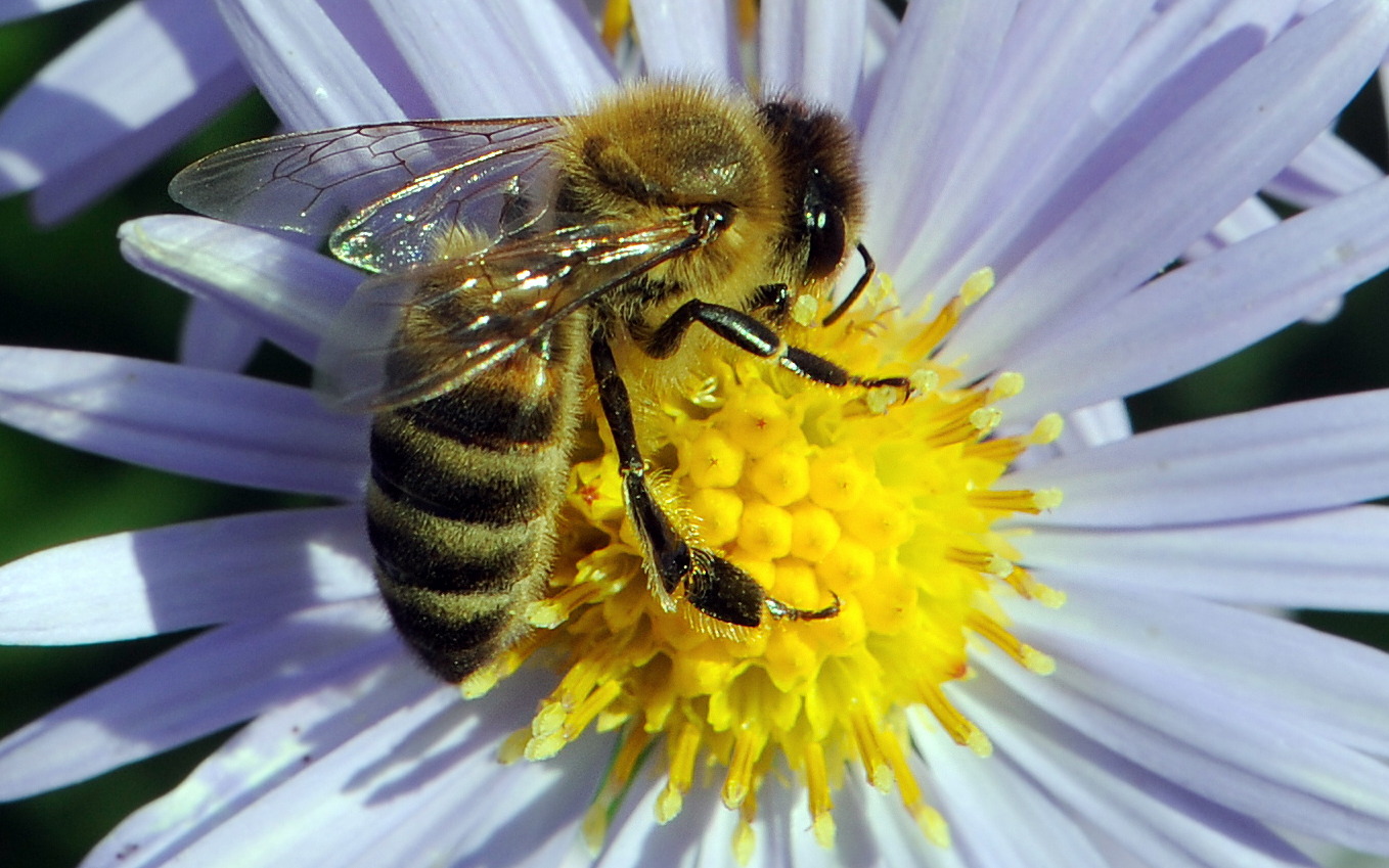 Bienennahrung im Herbst