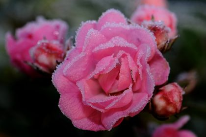 Beetrosen im Winterkleid