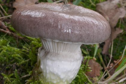 Pilze können verstrahlte Gebiete reinigen
