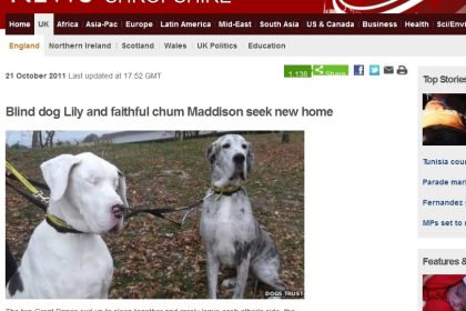 Blinde Dogge mit Blindenhund sucht Zuhause
