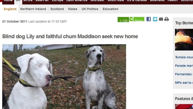 Blinde Dogge mit Blindenhund sucht Zuhause