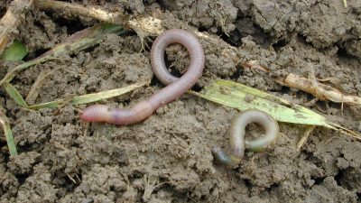 Naturschützer beklagen Regenwurmschwund in Deutschland