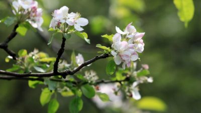 S’ist Frühling: Herz, wage es auch du!