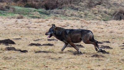 Scheuer Wolf im Landkreis Neuwied fotografiert