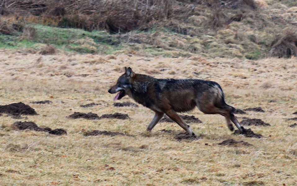 Scheuer Wolf im Landkreis Neuwied fotografiert