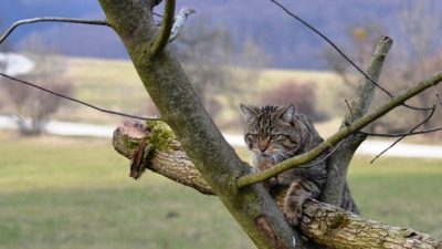 Erstes Wildkatzen-Dorf Deutschlands bietet kleinen Räubern Schutz