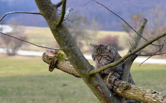 Erstes Wildkatzen-Dorf Deutschlands bietet kleinen Räubern Schutz