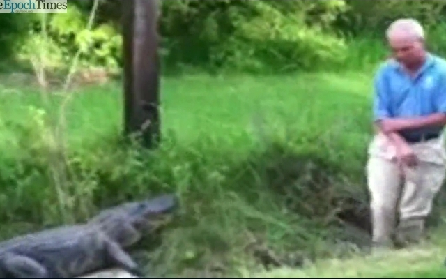 100-Kilo-Alligator beißt Biologen in den Arm