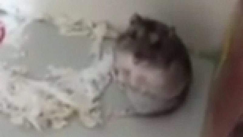 Süß: Hamster wird ‚erschossen‘ und stellt sich tot