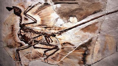 Vierflügler Dinosaurier hatte schimmerndes Gefieder