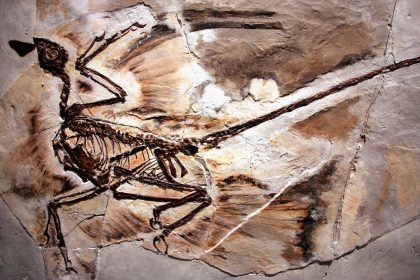 Vierflügler Dinosaurier hatte schimmerndes Gefieder