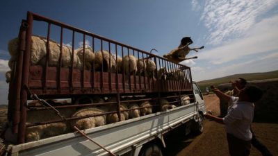 China: Anzeichen für eine Brucellose-Epidemie nehmen zu