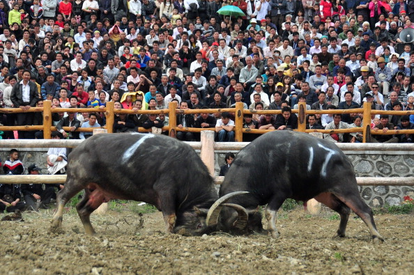 Stierkampf ist in manchen Regionen in Chinaauch ein beliebter "Spaß".