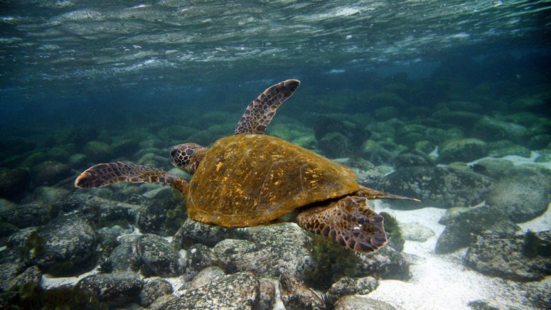 Suppen-Schildkröte resistent gegen Klimawandel