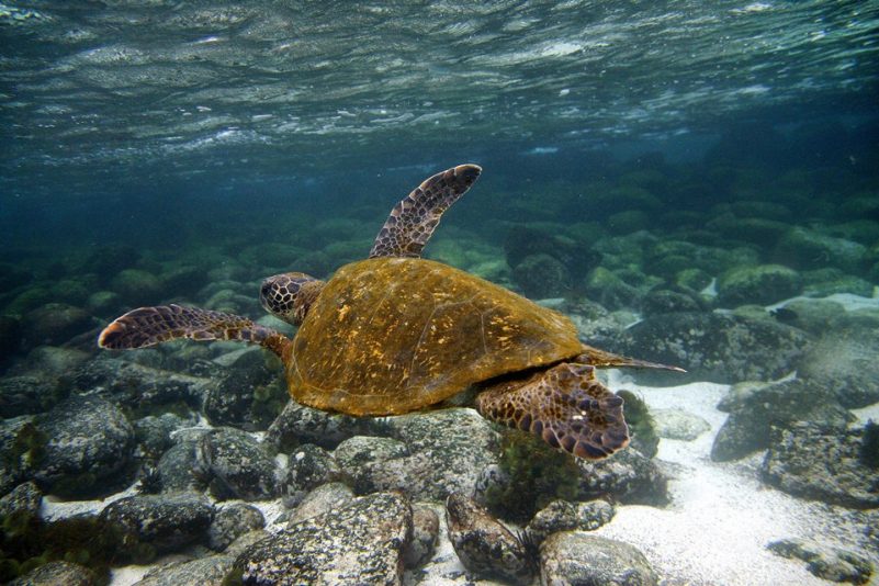 Suppen-Schildkröte resistent gegen Klimawandel