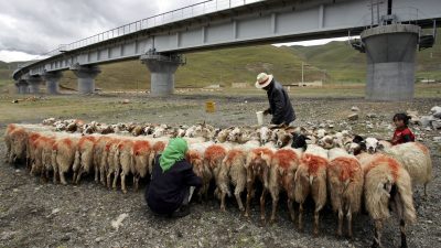 Warum verbrannte Tamdin Thar in Tibet sich selbst?