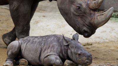 Vietnam: Nashorn-Pulver bedroht Nashorn-Bestand weltweit