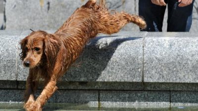 Hunde und Katzen raus aus dem Auto und Käfige in den Schatten