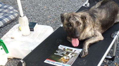 Wie der Hund verreist und wo das Meerschweinchen den Urlaub verbringt