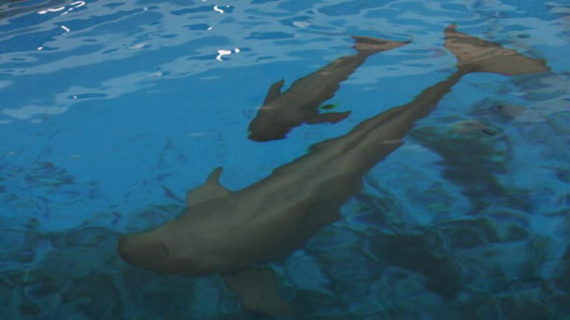Sprengung von Mine gefährdet Delfine und Wale