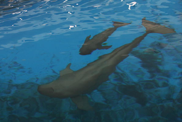 Sprengung von Mine gefährdet Delfine und Wale