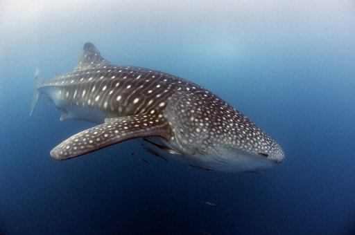 Neuguinea: Riesiger Walhai aus Fischernetz gerettet